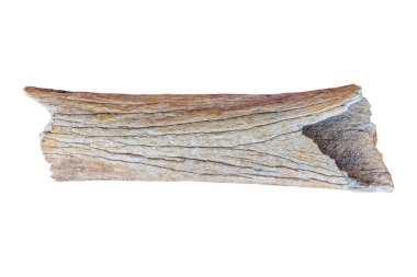 Beyaz arka planda izole edilmiş tüylü bir mamutun otantik kalça kemiği.