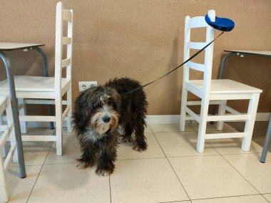 Kafeteryanın sandalyesine bağlanmış üzgün tüylü bir köpek.