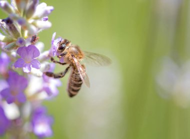 Bir lavanta çiçeği üzerinde Avrupa bal arısı (Apis mellifera)