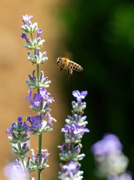 Pszczoła Locie Kierunku Kwiatu Lawendy Europejskiej Pszczoły Miodnej Apis Mellifera — Zdjęcie stockowe