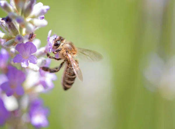 Ευρωπαϊκή Μέλισσα Apis Mellifera Λουλούδι Λεβάντας — Φωτογραφία Αρχείου