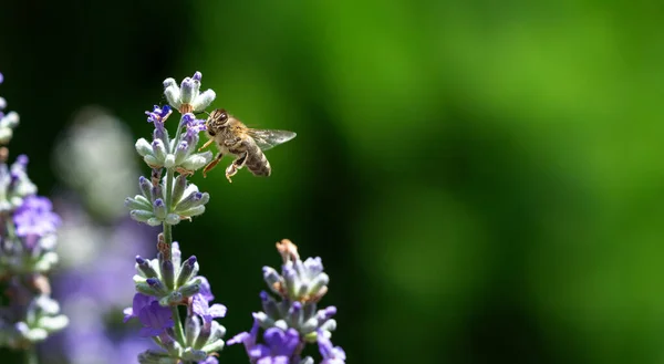 Europese Honingbij Apis Mellifera Een Lavendelbloem Rechtenvrije Stockfoto's