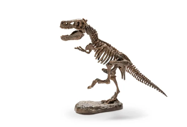 Tyrannosaurus Rex Skelett Auf Weißem Hintergrund Stockbild