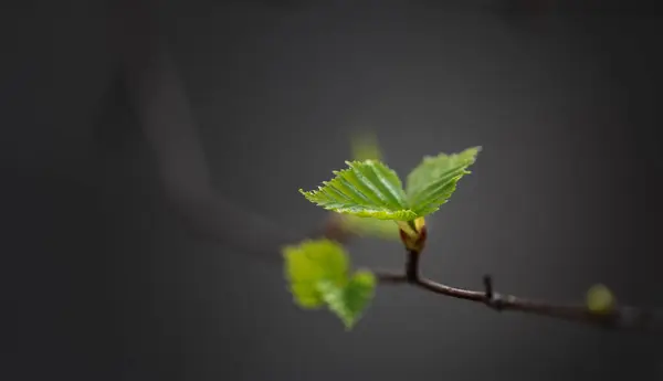 New Life Beautiful Young Birch Leaves Twilight Spring Royalty Free Stock Photos