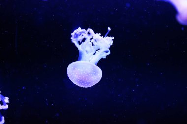 Siyah arka planda denizanası derin sularda.