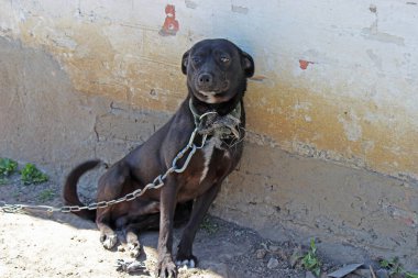 Zincirli Üzgün Köpek. Hayvan Zulmü