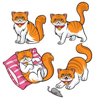 Şirin Pers kedi seti