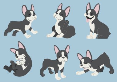 Boston Teriyer Köpek Takımı