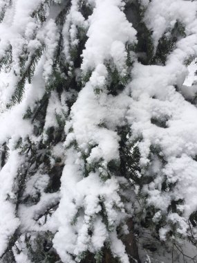 Doğal kış geçmişi. Karla kaplı köknar dallarına yakın çekim. Konum dikey.
