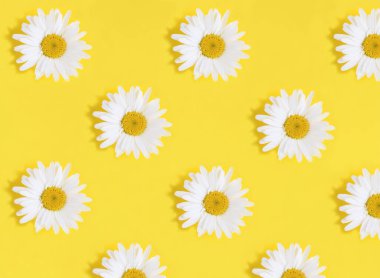 Sarı arkaplanda beyaz papatya çayı manzarası. Şablon. Düz yatıyordu.