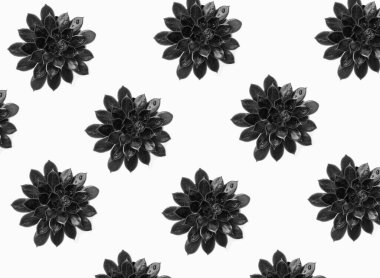 Black cactus on the white background. Pattern. Flat lay.