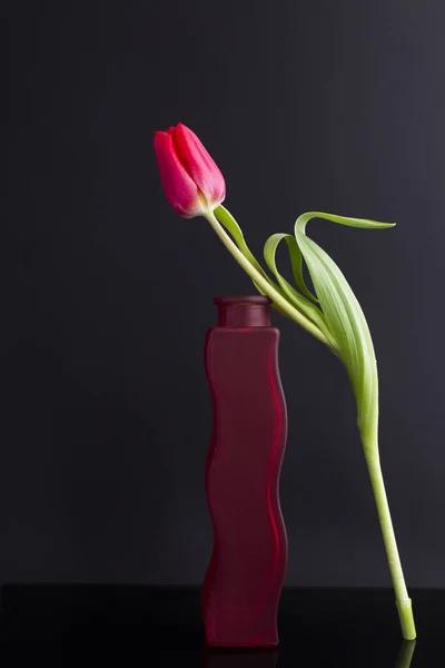 Beautiful Red Vase Red Tulip Black Background Location Vertical — Stock Photo, Image