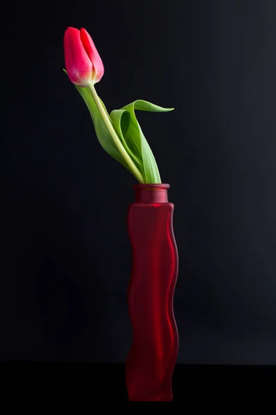 Beau Vase Rouge Avec Tulipe Rouge Sur Fond Noir Emplacement — Photo