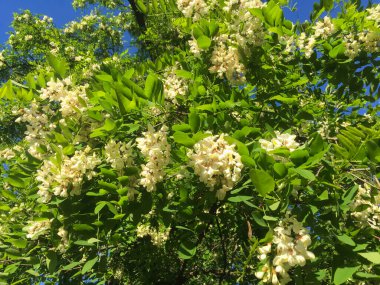 Parkta çiçek açan beyaz akasya ağacı. Doğa arkaplanı.