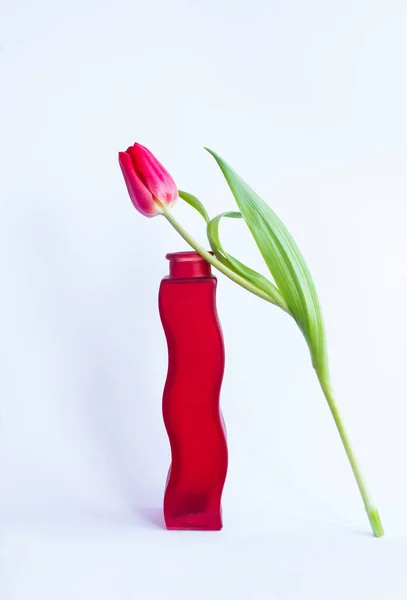 Beautiful Red Vase Red Tulip White Background Location Vertical — Stock Photo, Image