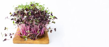 Beyaz arka planda mikro yeşil turp izole edilmiş. Uzayı kopyala Yakın plan..