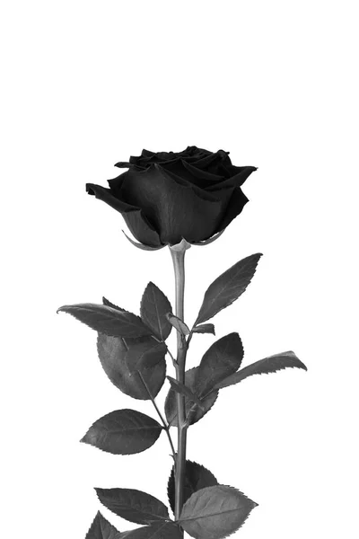 Μαύρο Τριαντάφυλλο Στο Λευκό Φόντο Κοντινό Πλάνο Θέση Κατακόρυφη — Φωτογραφία Αρχείου