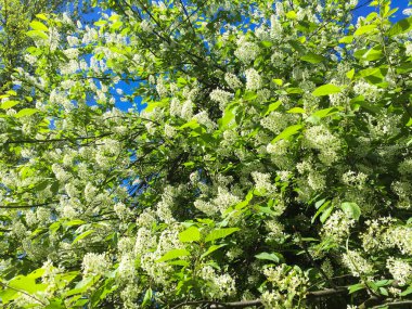 Mavi gökyüzüne karşı beyaz kiraz çiçeği açıyor. Yakın plan. Doğa arkaplanı.