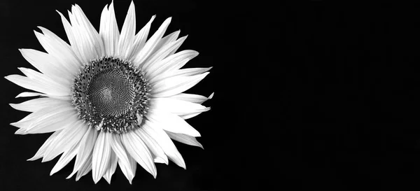 White sunflower on the black background. Copy space. Close-up.