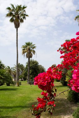 Bir yaz gününde tropikal parkın güzel manzarası. Yakın plan. Cagliari. İtalya.