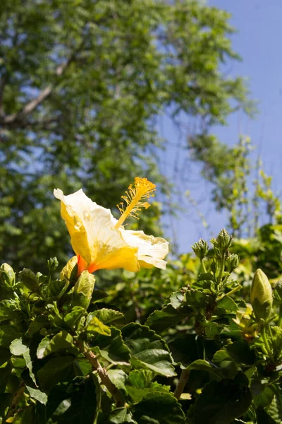 stock image Yellow flower hibiscus in the garden. Close-up. Nature background.