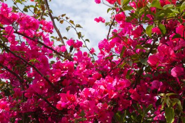 Mavi gökyüzüne karşı güzel pembe çiçekler. Yakın plan. Doğa arkaplanı.