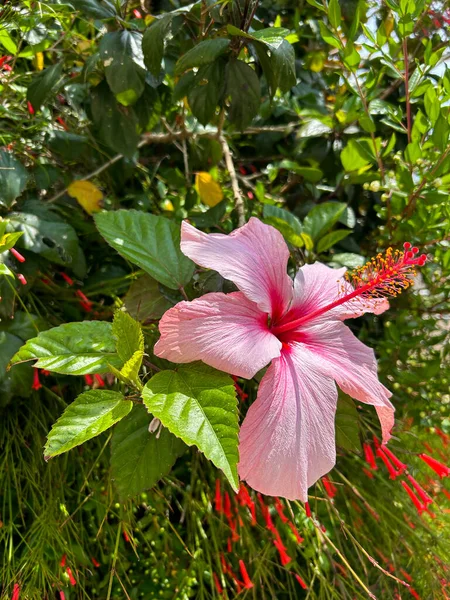 stock image Pink flower hibiscus in the garden. Close-up. Nature background.