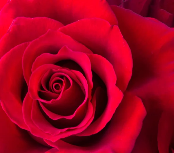 Rosa Rossa Primo Piano Sfondo Fiore — Foto Stock