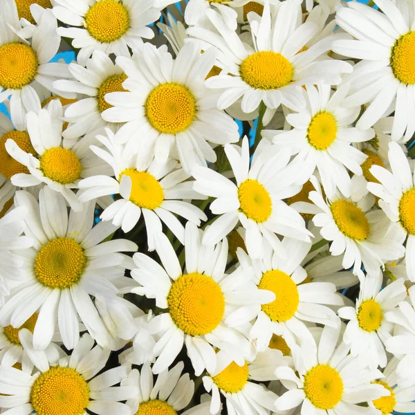 White Chamomile Close Top View Flower Background — Stock Photo, Image