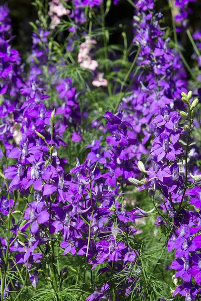 Blommande Lila Blommor Trädgården Sommardag Närbild Naturbakgrund — Stockfoto