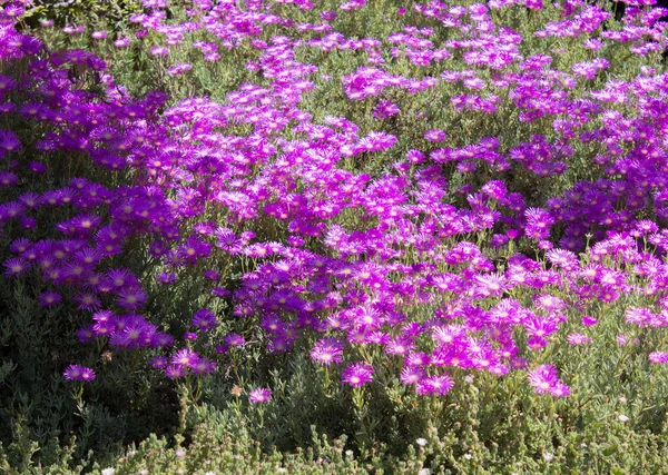 Purple Flowers Garden Summer Day Close Nature Background — Stock Photo, Image