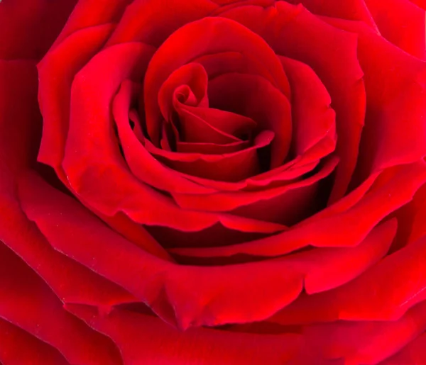 Κόκκινο Τριαντάφυλλο Κοντινό Πλάνο Φόντο Φύσης Άνω Όψη — Φωτογραφία Αρχείου