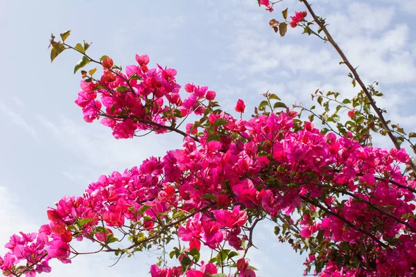 stock image Beautiful pink flowers against the blue sky. Close-up. Nature background.