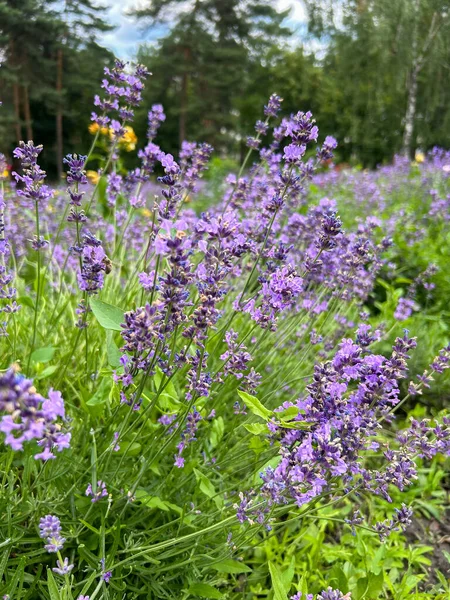 Blooming Lavender Botanical Garden Nature Background Location Vertical — Stock Photo, Image