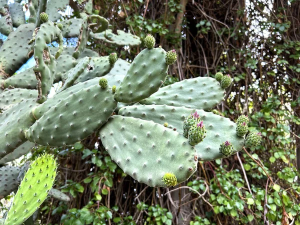Cactus Dans Jardin Botanique Jour Été Gros Plan Cagliari Italie — Photo