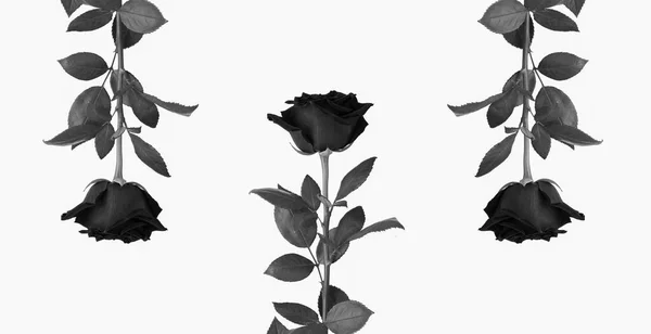 Rose Nere Sullo Sfondo Bianco Vista Dall Alto Copia Spazio — Foto Stock