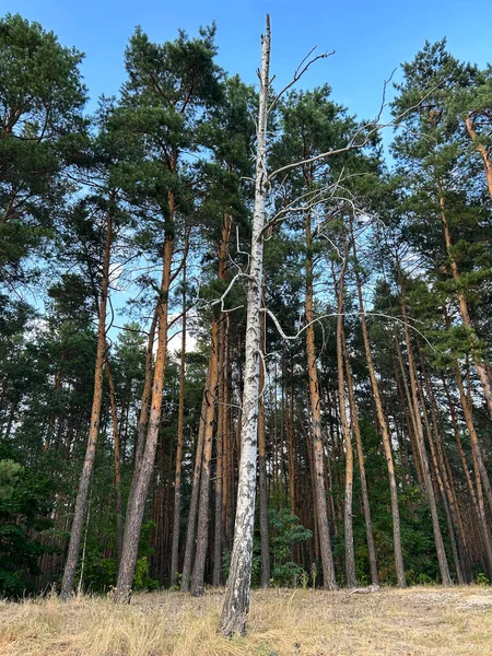 Dried birch tree in a pine forest. Close-up. Location vertical.