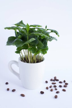 Beyaz arka plandaki beyaz fincanda yeşil kahve filizleri. Yakın plan. Konum dikey.