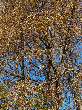 Mavi gökyüzüne karşı ladin dalları. Doğal arkaplan. Konum dikey.