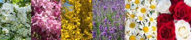 Flowers collage. A set of images with flowers. Close-up.