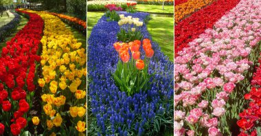 Laleli görüntüler. Kolaj. Keukenhof. Hollanda.