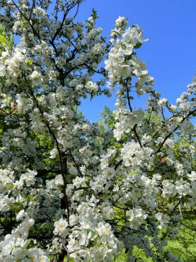 Mavi gökyüzüne karşı elma tomurcukları. Yakın plan. Bahar arkaplanı.