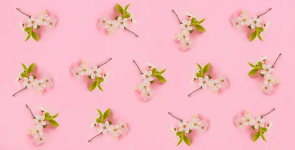Branch of cherry blossom on the pink background. Pattern. Flat lay. Spring background.
