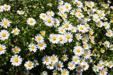 Bahçede beyaz papatya çayı. Yakın plan. Yaz ya da bahar çiçeği konsepti.