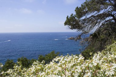 Güzel deniz manzarası, kıyı ve yaz günü beyaz çiçekler. Lloret de Mar. İspanya.