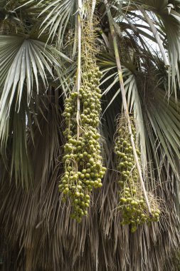 Meyveli hurma. Yakın plan. Konum dikey.