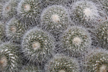 Bahçedeki kaktüs. Doğa geçmişi. Yakın plan. Üst görünüm.