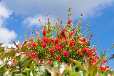 Mavi gökyüzünde kırmızı çiçekler püskürüyor. Doğa arkaplanı.