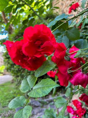 Yaz bahçesinde kırmızı gül. Yakın plan. Doğa arkaplanı.