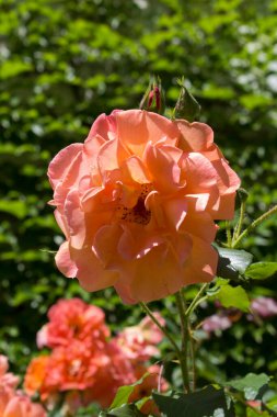 Yaz bahçesinde turuncu gül. Yakın plan. Doğa arkaplanı.